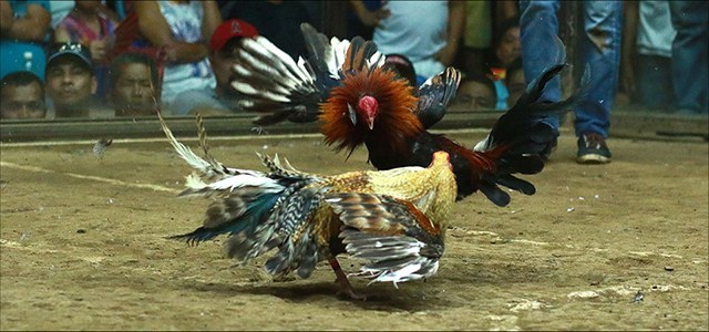 Pertarungan Ayam Jago
