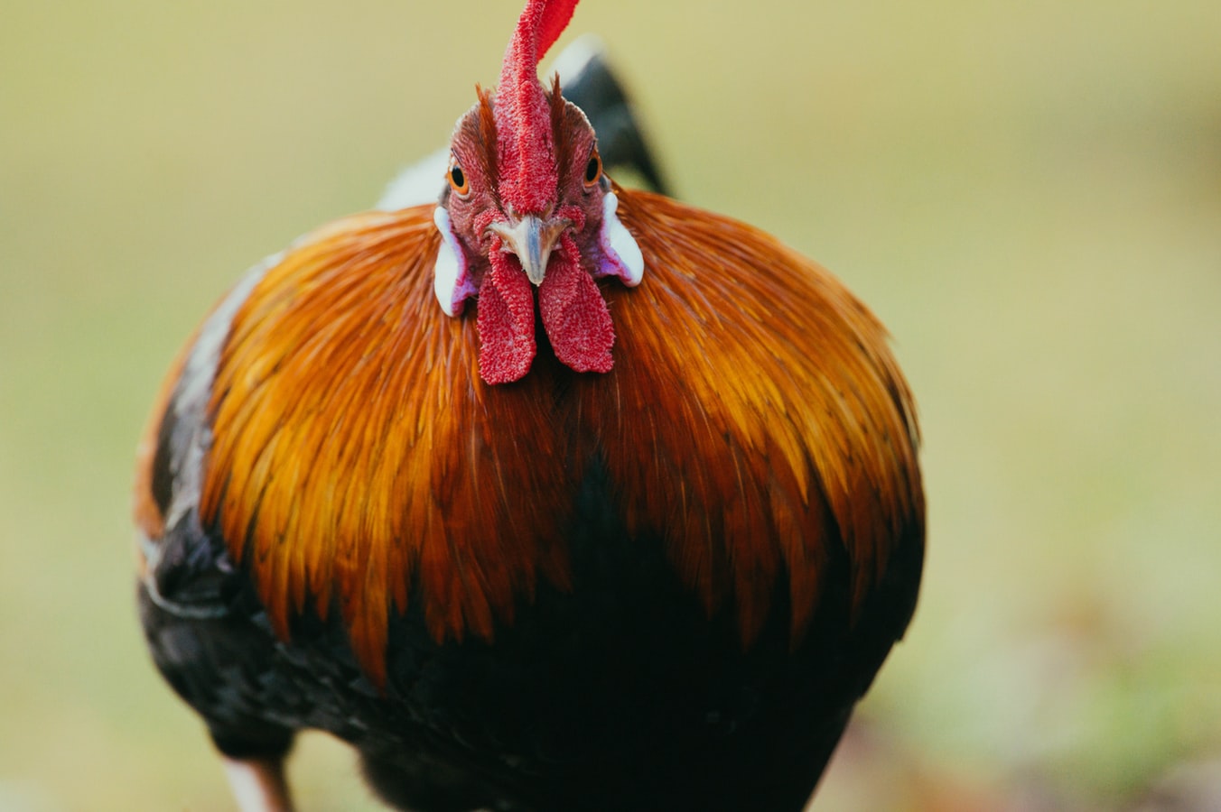 Vitamin Yang Sehat Untuk Ayam Jago