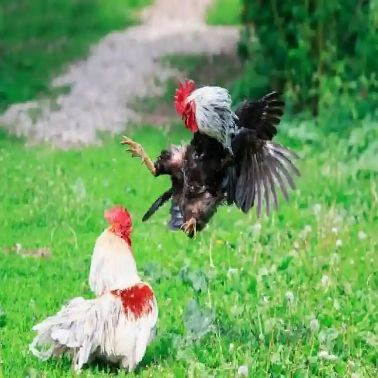 Alasan Mengapa S128S Banyak Dipilih oleh Penggemar Sabung Ayam