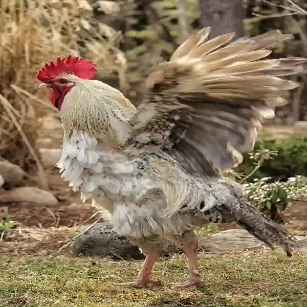 Perawatan dan Latihan Ayam Adu Digmaan